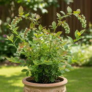 3 Goldtraube Blueberry Plants | 2L Pots